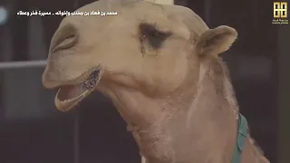 فيلم وثائقي عن أنجازات محمد بن فهاد بن جخدب ال سعد وأخوانه دندنها
