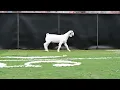Maverick Show Goats Tag 5135