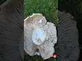 Kesince Kararıyor  🆔Russula nigricans 🇹🇷 Kararan Russula,Kara kirmit mantarı,blackening brittlegill,