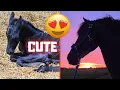 Download Lagu Say hi to the new foals! so cute!! | Perfect sunset | Grass between the tiles... | Friesian Horses