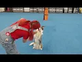 Crufts freestyle practice - 1 month into training - Cracker Jack