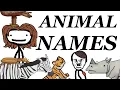 Where Animals Scientific Names Come From