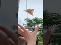 Download Lagu cute flying squirrel #flying #shorts