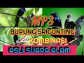 Download Lagu MP3 SUARA BURUNG SRIGUNTING ASLI ALAM