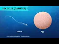 Overview of Cell Division