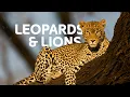 Download Lagu From Leopards To Lions: The Feline Predators Ruling Their Kingdoms | Wildlife Documentary