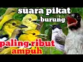 Download Lagu KUTILANG RIBUT 💯% KOMBINASI SUARA CIPOH / SIRTU DAN BURCIL RIBUT PALING AMPUH DURASI PANJANG