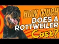 How Much Does a Rottweiler Cost