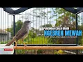 Download Lagu Burung Ciblek SEMI Gacor NGEBREN Untuk Pancingan Ciblek dan MASTERAN BURUNG Kesayangan Anda MP3
