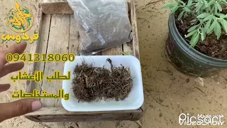 جذور الناردين الجزء الثاني 