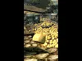 Skyrim s Easy Duping Glitch Explained