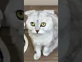 Download Lagu Do your cats do this?🫣 #cats