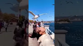 طائر النورس العجيب 