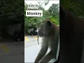 Download Lagu hello monkey