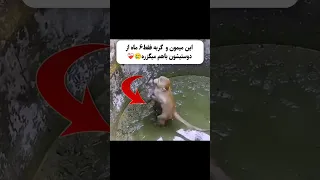 به کسی که با حیوانات بدرفتاری میکنه باید چی گفت حیوانات میمون حیوان خانگی 
