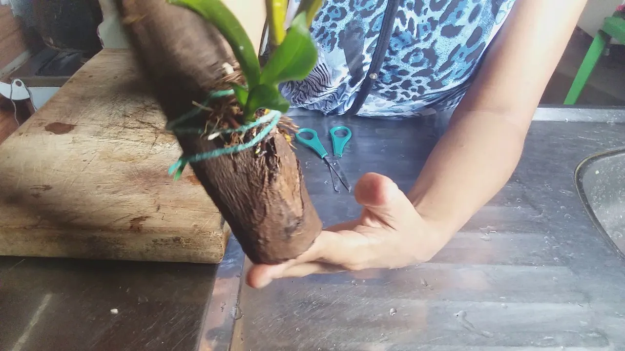 153 COMO PLANTAR ORQUÍDEA DENDROBIUM NO TOQUINHO DE MADEIRA