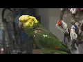 Selling birds could become illegal in NY with new bill