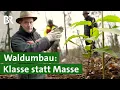 Nelderrad: Bäume im Kreis pflanzen - was bringt das? | Wald der Zukunft | Unser Land | BR