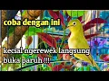 Download Lagu PANCINGAN KECIAL UNTUK KECIAL KUNING BELAJAR BUNYI/  NGEREWEK sangat ampuh ‼️