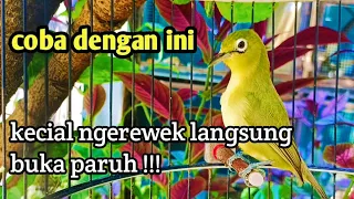 Download PANCINGAN KECIAL UNTUK KECIAL KUNING BELAJAR BUNYI/  NGEREWEK sangat ampuh ‼️ MP3