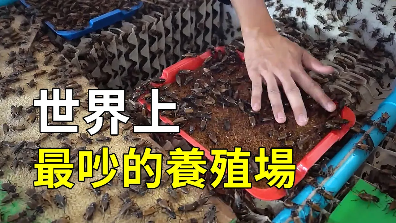 Outline Video 養殖蟋蟀有多賺錢?没想到“小蟀哥”還能用來做蛋糕