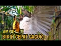 Lagu Suara Burung Kutilang Gacor ASLI Tanpa isian, Ampuh untuk Pikat Kutilang bikin Kutilang Ribut gacor