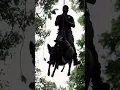 Download Lagu Dutch Shepherd K9 Team’s EPIC Helicopter Rappel into Jungle! 🪂🌴💥