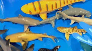 Shark Toys Soapy Wash & Green Color Matching Game 🦈💚