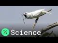 Lagu White Bellbird: Listen to the World's Loudest Bird