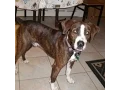 Joe Boxer - Boxer Hound Mix