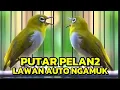Download Lagu PLECI BUXTONI GACOR,PANCINGAN PLECI MALAS BUNYI🔥PANCINGAN PLECI BAHAN,PLECI BUKA PARUH