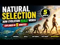 Natural Selection How Evolution REALLY Works Explained in 5 Minutes