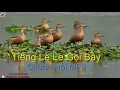TIẾNG CHIM LE LE NÂU MỒI CHUẨN | CHIM GIỐNG MIỀN NAM