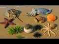 Ocean Foraging Surprise: Pufferfish, Crabs \u0026 a Rare Sea Creature