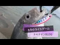 Download Lagu ［沖縄］6月のライトゲーム［ルアーフィッシング］#沖縄 #釣り #ルアー釣り #fishing #fishingvideo