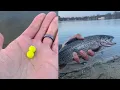 2 Massachusetts Rainbow Trout in 30min Silver Lake Wilmington