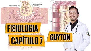 Fisiologia - Excitação do Músculo Esquelético: Transmissão Neuromuscular (Capítulo 7) │ Guyton