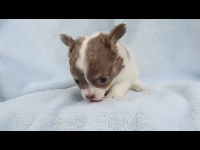 動画