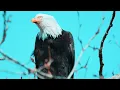 Roger Shah & Ambedo   Birds Of Prey (Sunlounger & Ambedo Translations Mix)