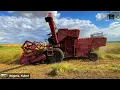 Download Lagu 4K ✅ Harvest of alfalfa seed 🔥MF 87 - 1966 🔥Massey Ferguson 87 Harvester 🔥Old Timer Harvester 🔥