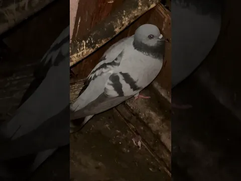 Ek choti si galti aur zindagi bhar ka regret… 😭💔 #CafeLife #BirdRescue #Humanity #EvnBetterCafe