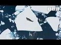 Incredible Orca Hunt Frozen Planet II BBC Earth