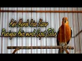 Download Lagu ANIS MERAH ISIAN KASAR BUAT PANCINGAN ANIS MERAH BIAR TELER