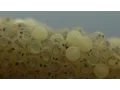 Koi eggs 46 hours after fertilisation - Yoshikigoi Farm Poland