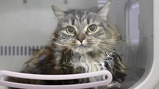 The Cutest Cat Groom EVER Took an Unexpected Turn 😫