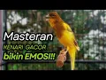 Download Lagu KENARI GACOR DURASI PANJANG Cuit CUIT BIRAHI UNTUK PANCINGAN \u0026 MASTERAN Kenari PAUD AGAR BUNYI