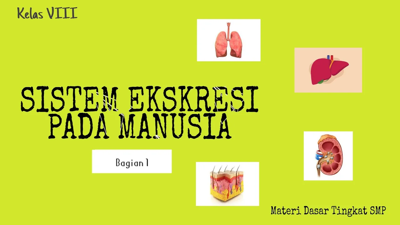 
          
          
          
            
            SISTEM EKSKRESI PADA MANUSIA (GINJAL) - #BAGIAN1 #materidasar #sistemekskresi #tingkatsmp/mts
          
        . 