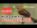 Download Lagu Suara CICI PADI buat pikat(mp3) di jamin ampuh