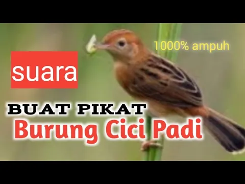 Download MP3 Suara CICI PADI buat pikat(mp3) di jamin ampuh