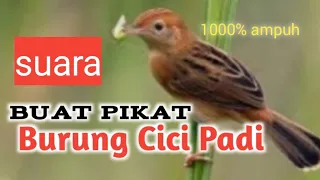 Download Suara CICI PADI buat pikat(mp3) di jamin ampuh MP3